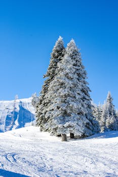 Elegant snow-covered evergreen trees on a bright winter day.