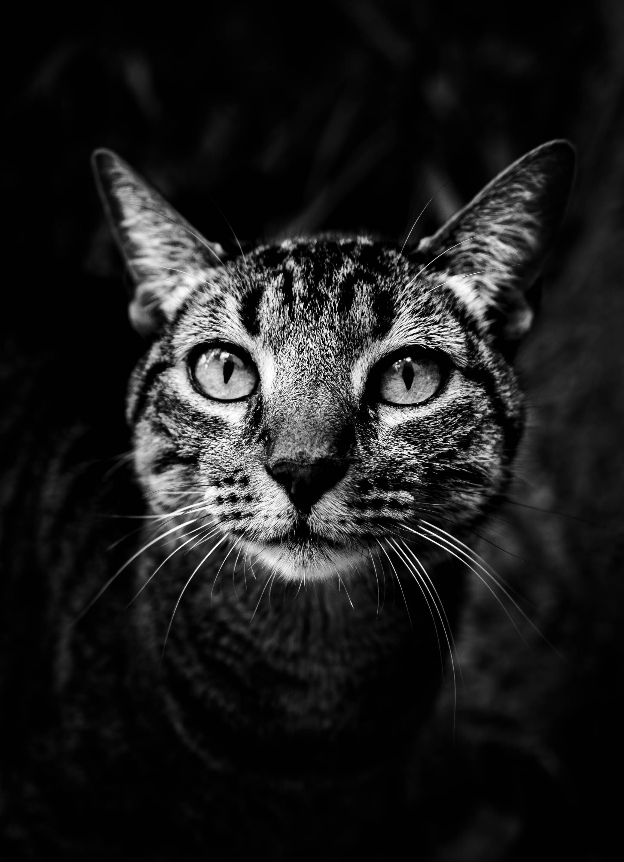 Close-up Black and White Portrait of Cat · Free Stock Photo