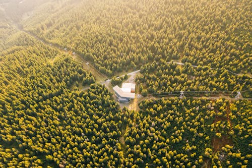 Aerial Photo of Buildings Surrounded by Trees