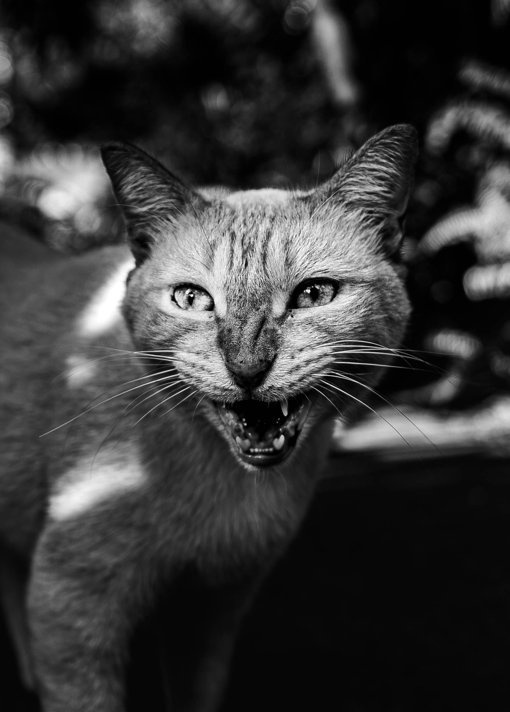 Black and White Portrait of a Cat in Nature · Free Stock Photo