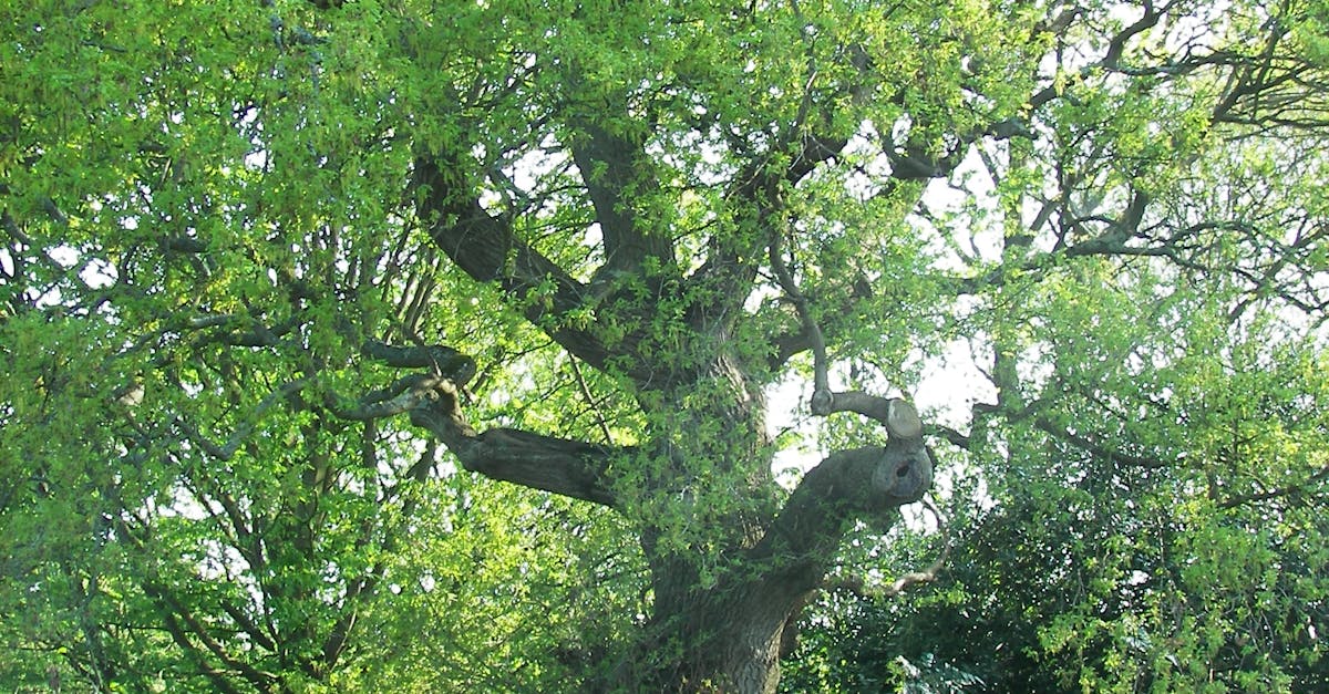 Free stock photo of garden, nature, oak