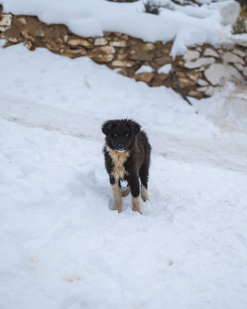 Mabel - photo 1