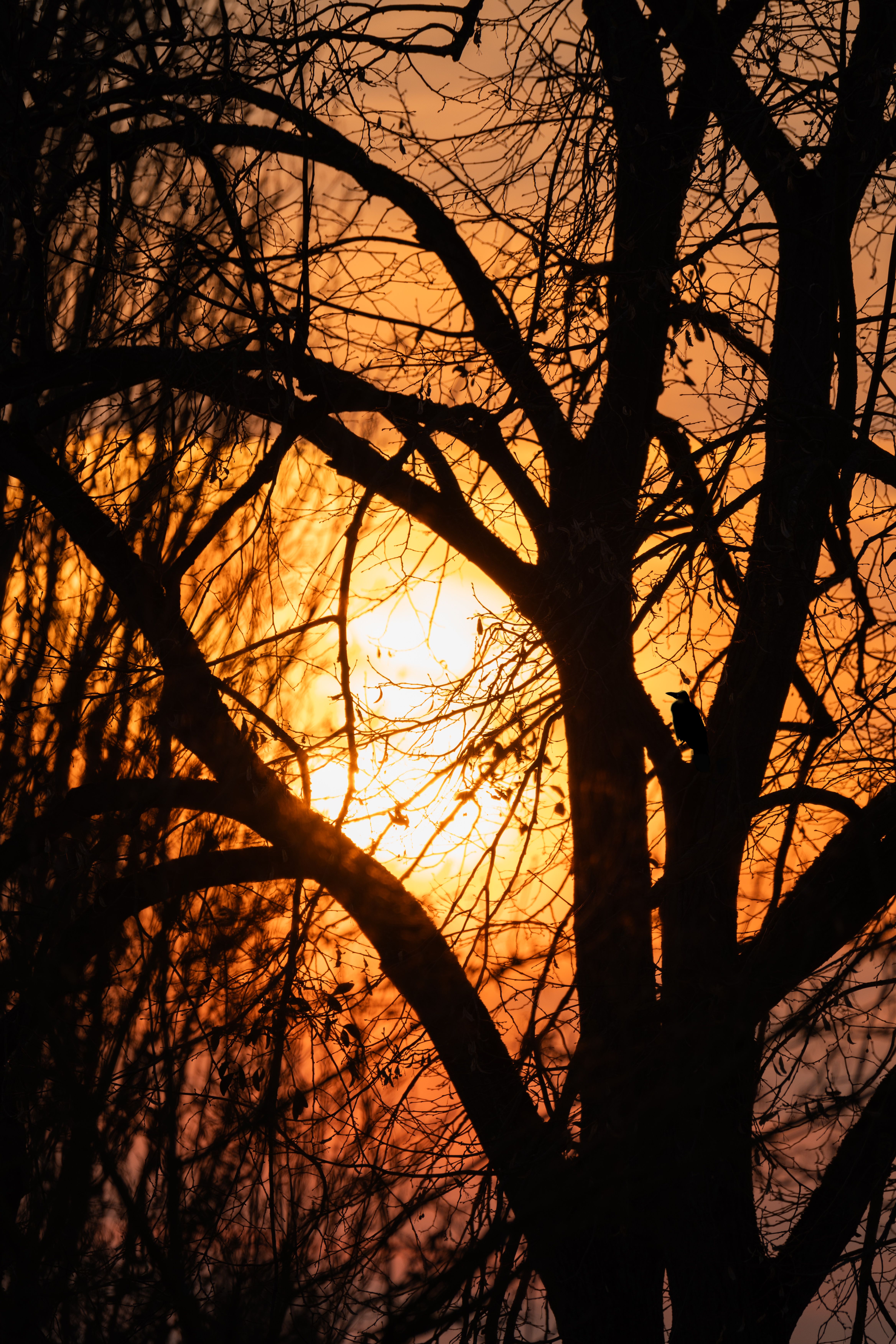 Silhouette of Trees Against a Vibrant Sunset · Free Stock Photo