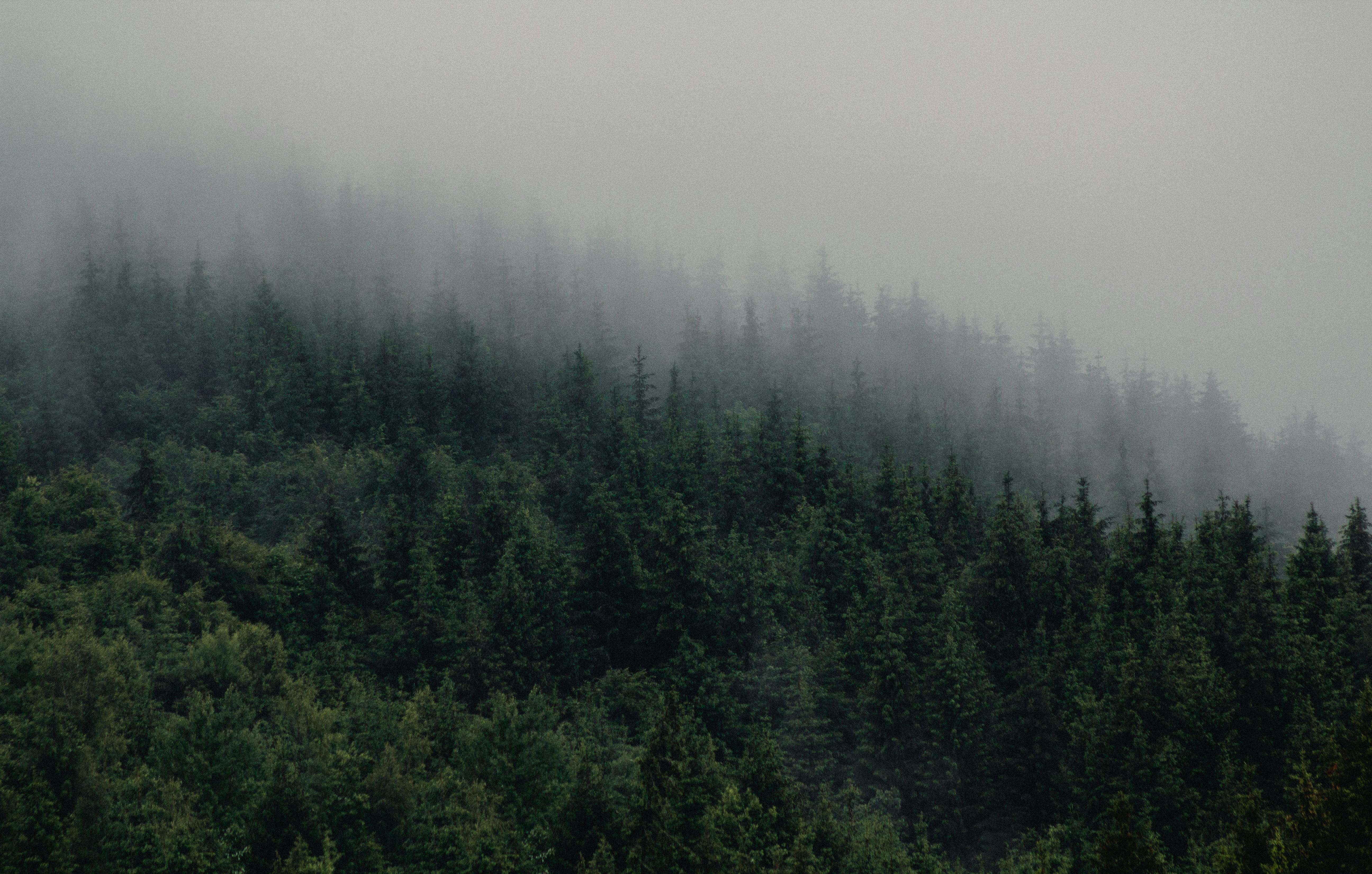 免費 羅馬尼亞一片寧靜的霧林景觀，綠樹成蔭，山霧瀰漫。 圖庫相片