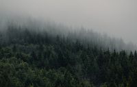 Misty forest