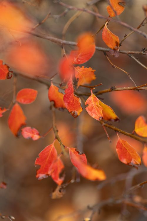Free Close-up of vivid orange and red autumn leaves on branches. Stock Photo