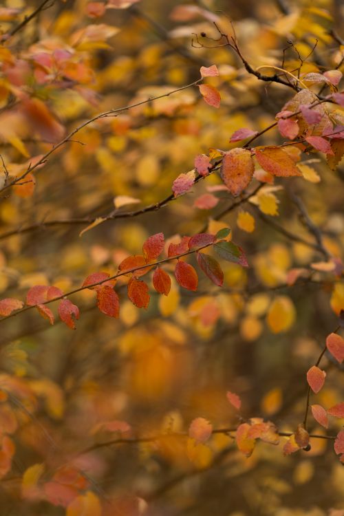 Free Colorful autumn leaves with a warm, moody background. Stock Photo