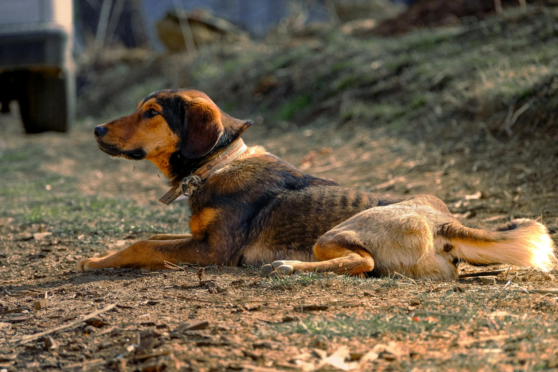 A dog lounges comfortably on the ground during a sunny day outdoors, showcasing a relaxed mood.