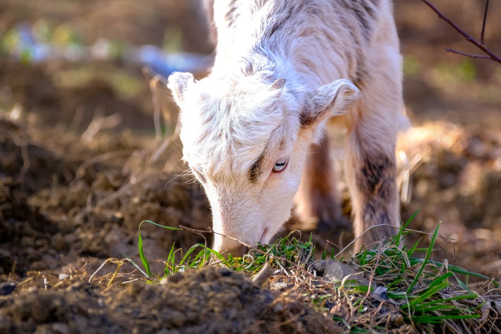 Young lamb grazing on green grass