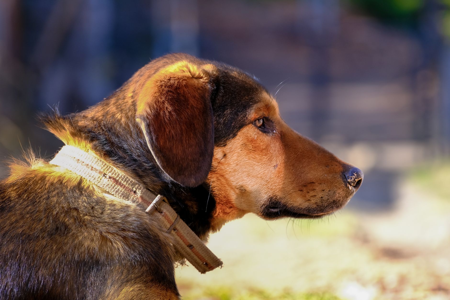 Portrait of a dog at a veterinary clinic