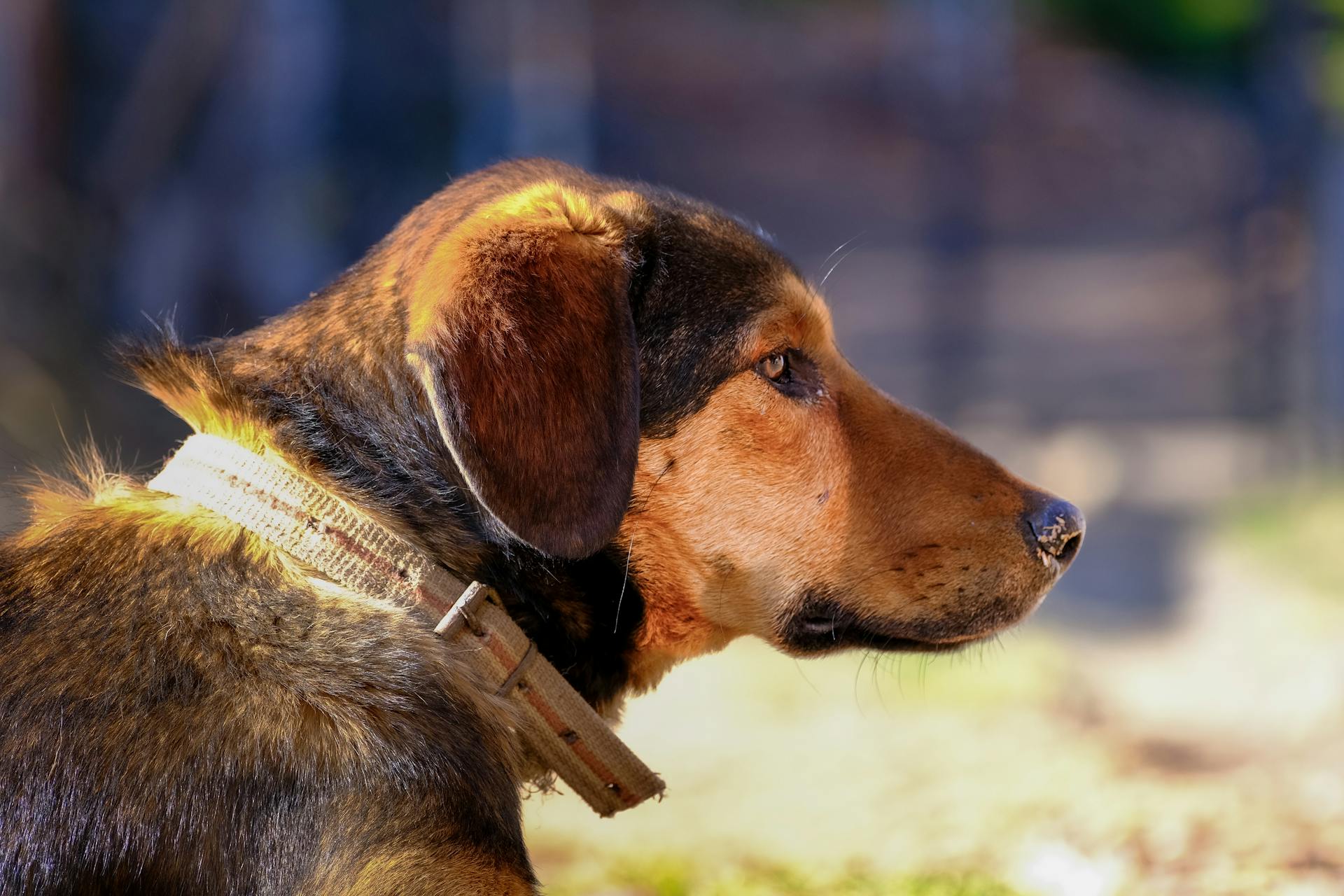 Close-up zijprofiel van een bruine hond met een halsband, buiten in natuurlijk licht.