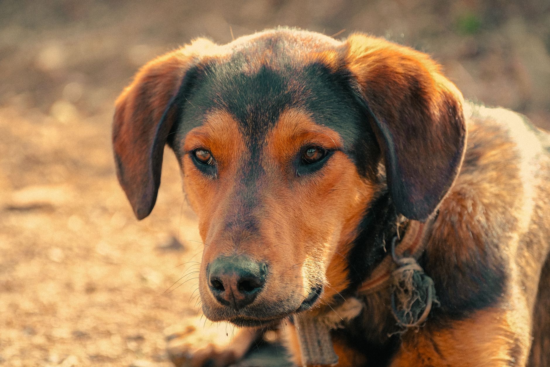 Portrait of a dog at a veterinary clinic