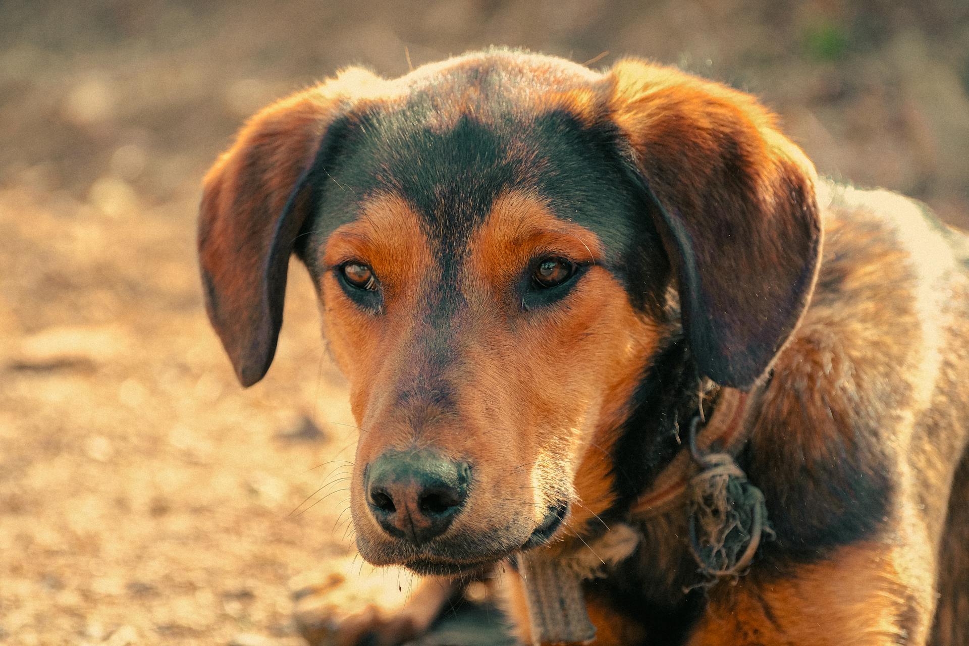 A close-up shot of a brown dog with a calm expression outdoors.