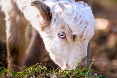Free A young goat with white fur and blue eyes grazing on green grass in a sunny field. Stock Photo