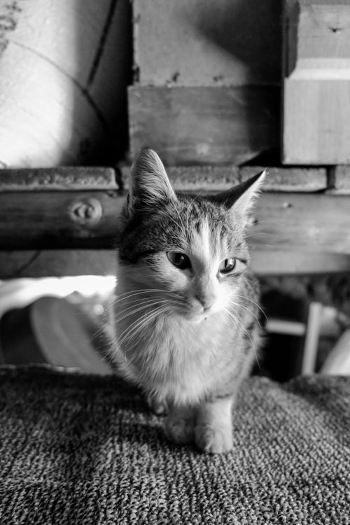 Free A captivating black and white portrait capturing a curious cat in an indoor setting. Stock Photo