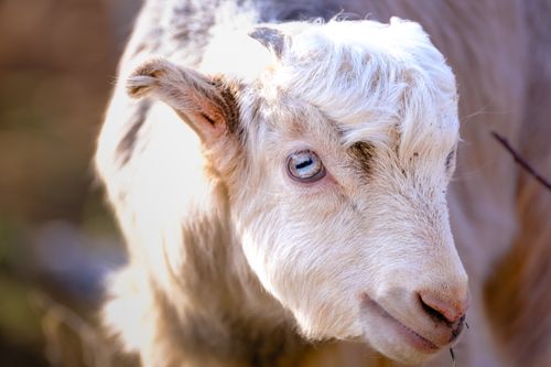 Free Close-up of a curious goat with bright eyes in a sunny outdoor setting. Stock Photo