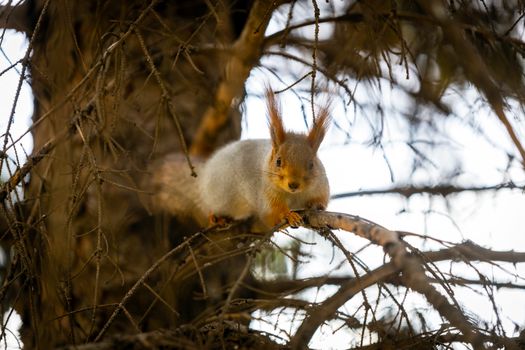 A cute squirrel perched on a tree branch in a Ukrainian forest.
