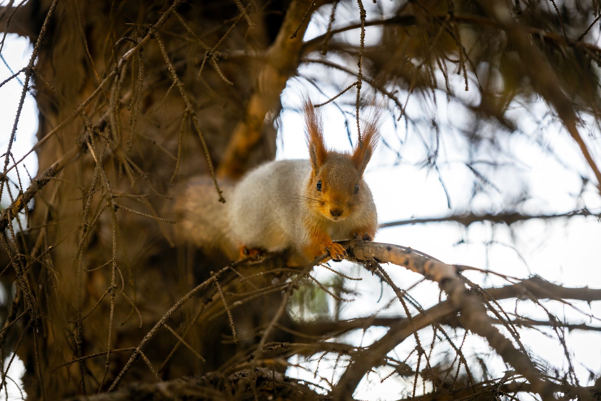A cute squirrel perched on a tree branch in a Ukrainian forest.