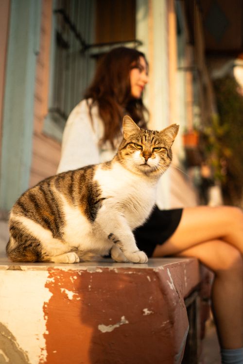 Free A tabby cat sits calmly on a ledge in a sunlit urban environment with a person nearby. Stock Photo