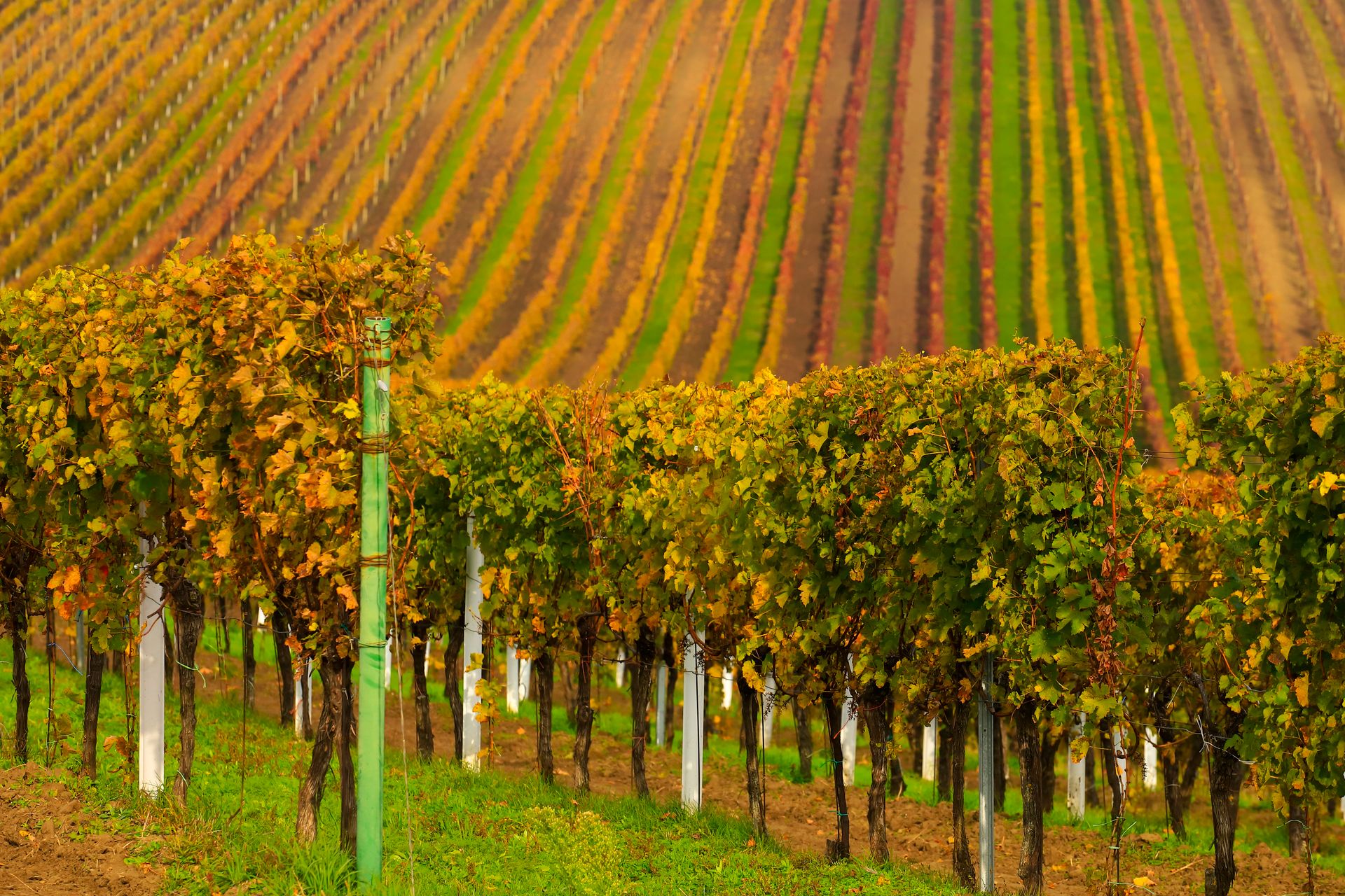 Golden path through the Tannin Ridge vineyard rows