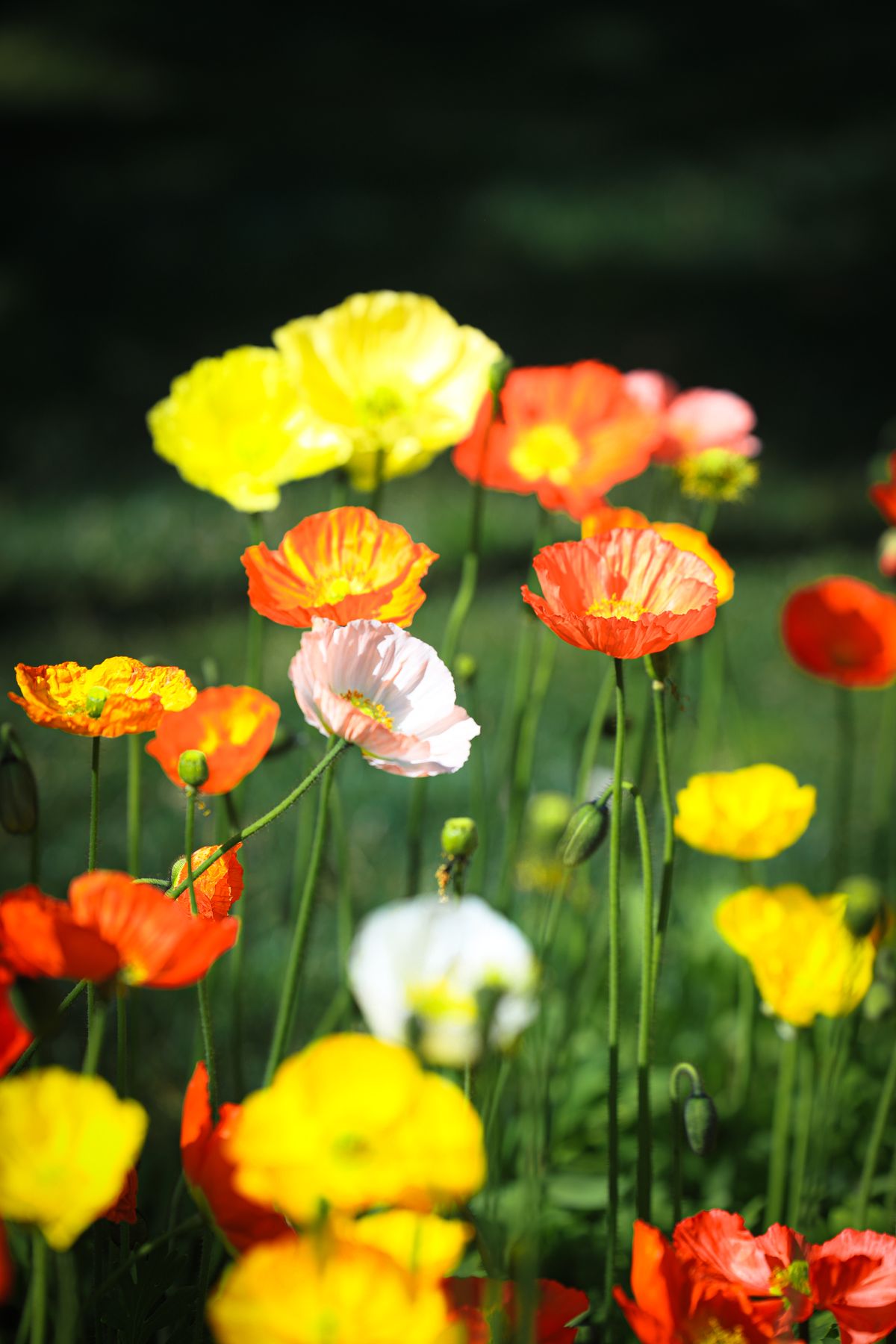 Poppies Photos, Download The BEST Free Poppies Stock Photos & HD Images