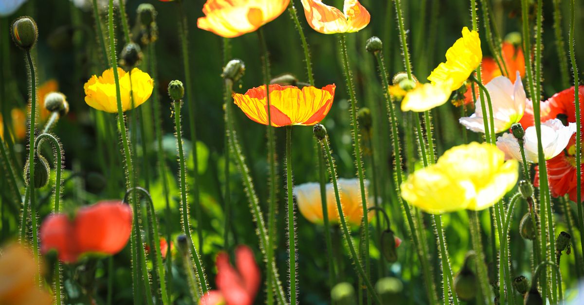 Spring Poppy Vibrant Spring Poppy Field in Full Bloom · Free Stock Photo