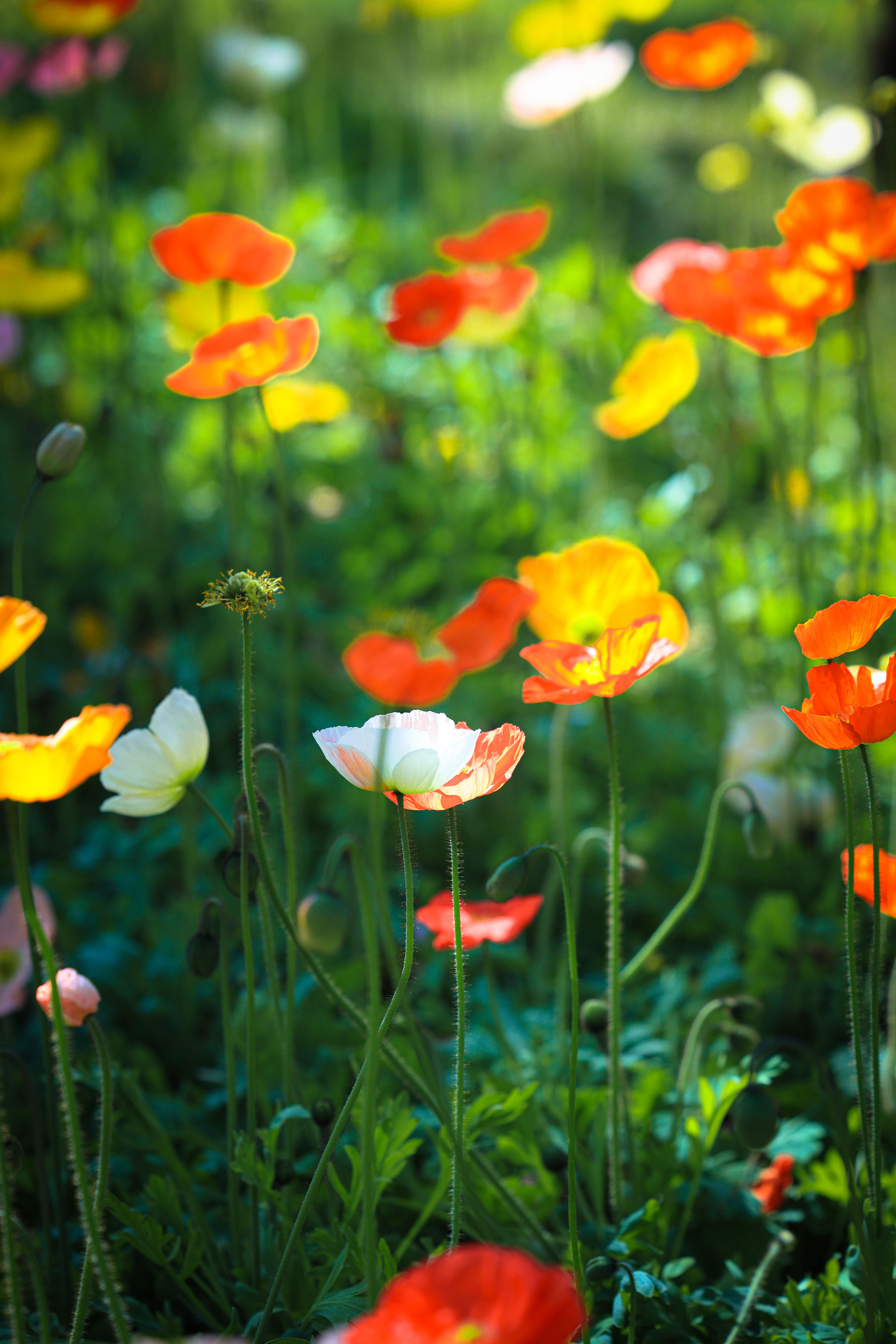 Colorful Poppies Blooming in Sunny Garden Landscape · Free Stock Photo