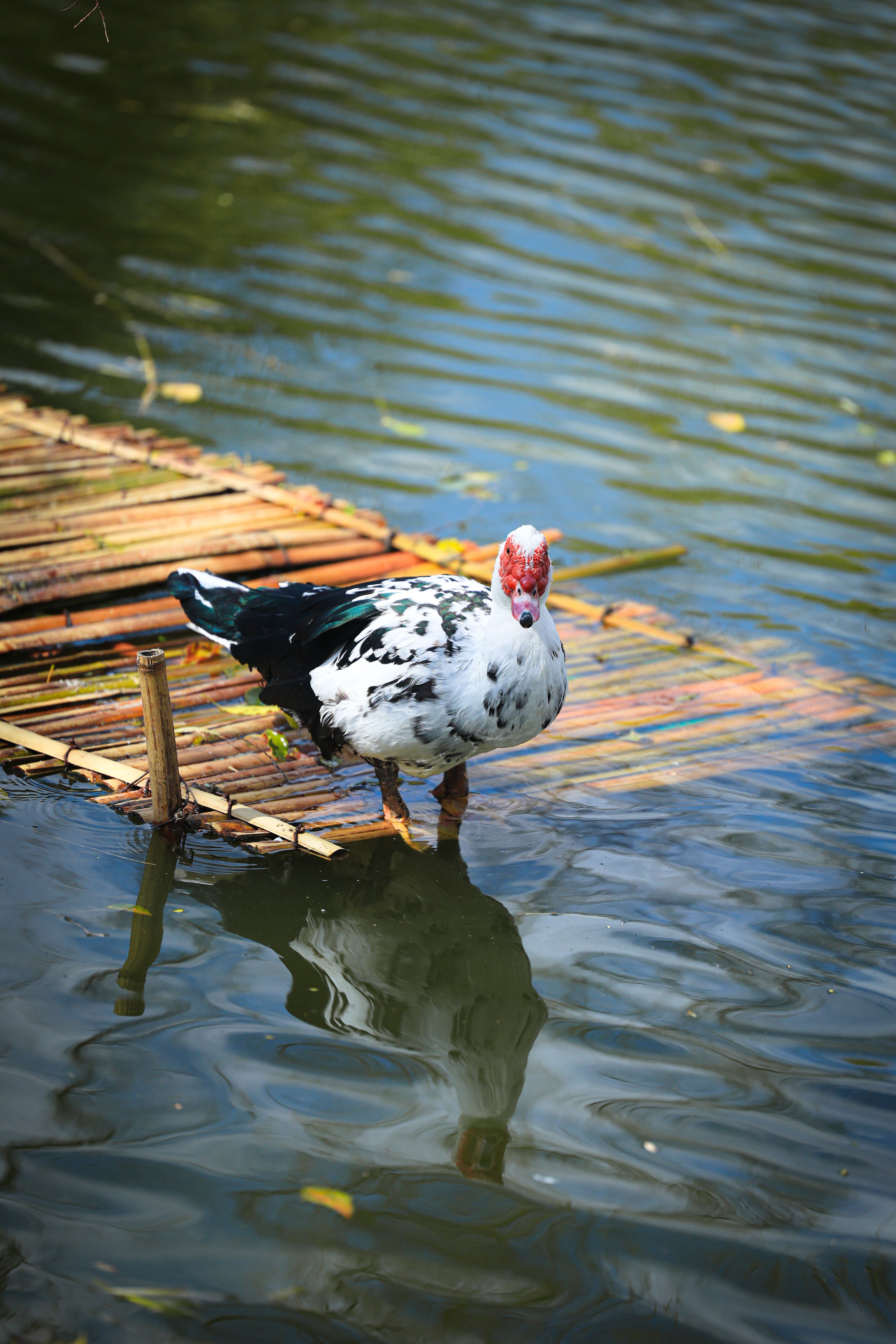 Muscovy Duck Resting on Bamboo Raft in Pond · Free Stock Photo