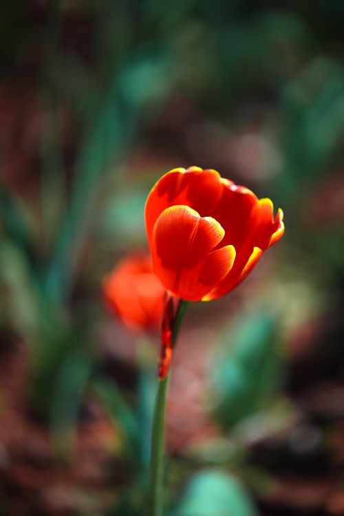 Free Close-up of a vibrant red tulip blooming in a spring garden, showcasing vivid colors and intricate petal details. Stock Photo