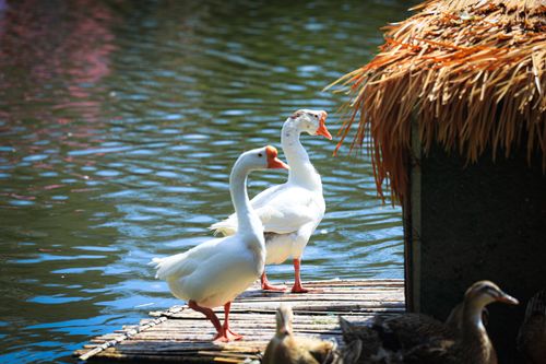 Free Two white geese stand calmly by a lakeside hut, basking in the serene outdoor setting. Stock Photo