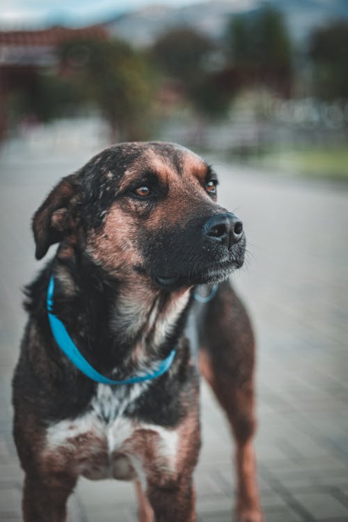 Foto Anjing Dengan Kerah Biru