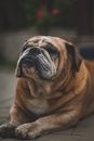 可爱的斗牛犬安静地躺在露台上，露出它那满是皱纹的可爱脸庞