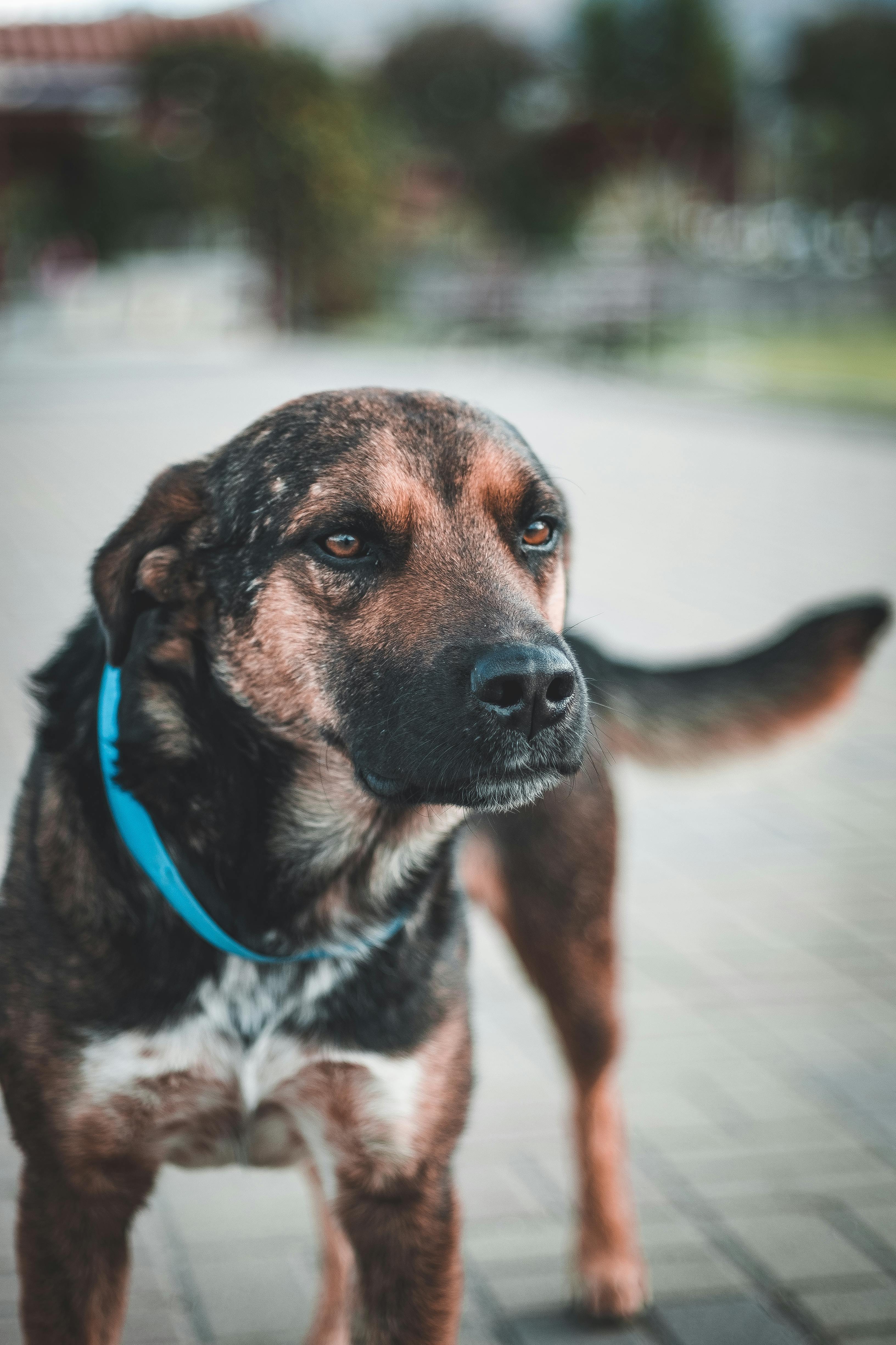 一只混血的蓝领狗在户外保持警惕的特写镜头