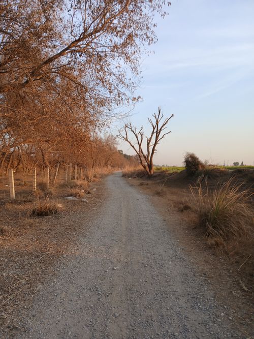 Free A tranquil dirt trail winding through dry trees in autumn under a clear sky. Stock Photo