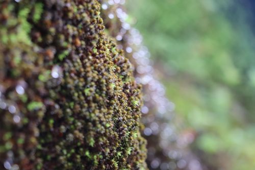 Free Close-up of vibrant green moss on a surface, showcasing its intricate texture and natural beauty. Stock Photo