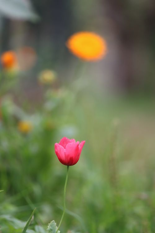 Free Close-up of a pink flower isolated against a soft, blurred background of greenery and warm hues. Stock Photo