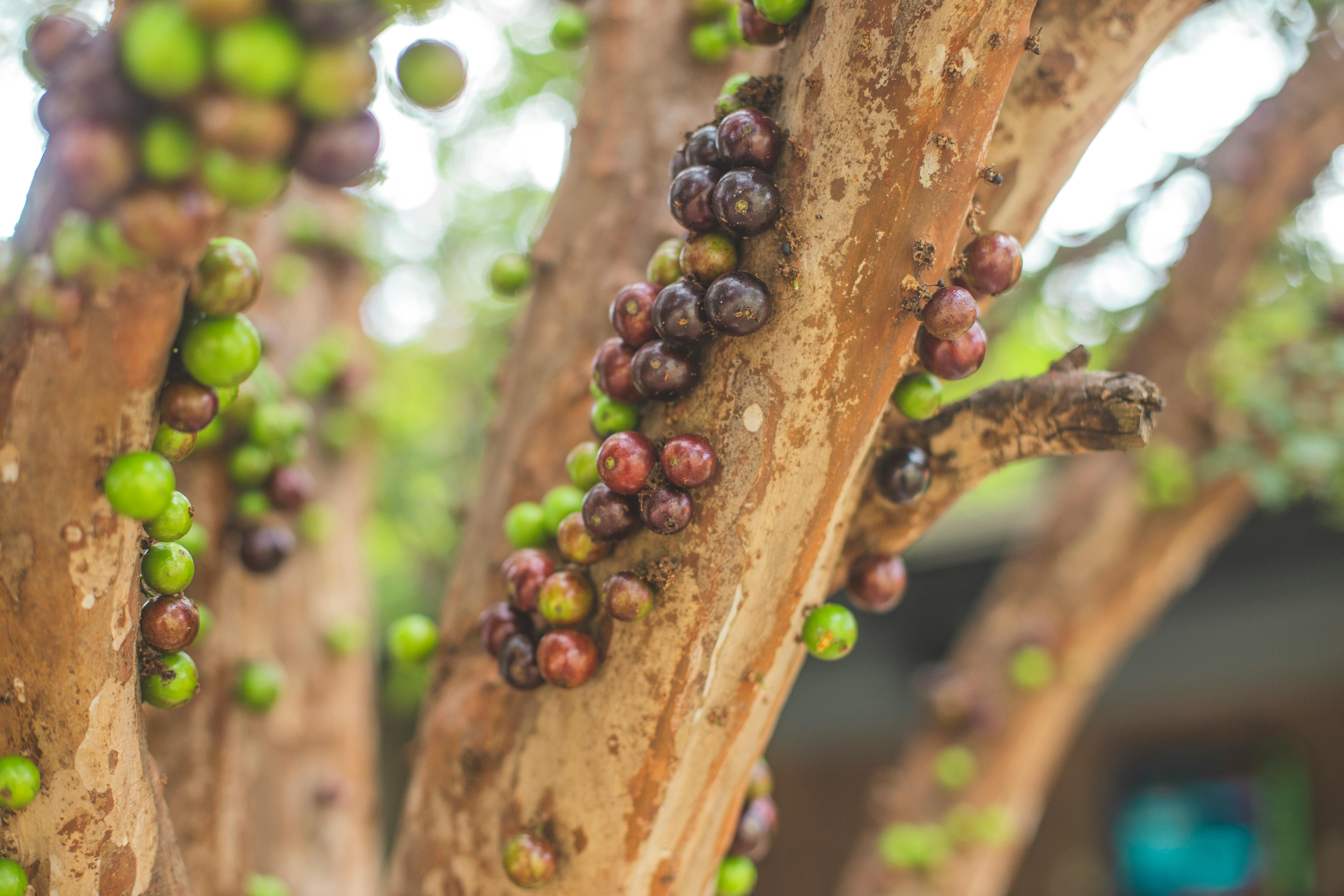 Free stock photo of cut trees, dragon fruit, fruit