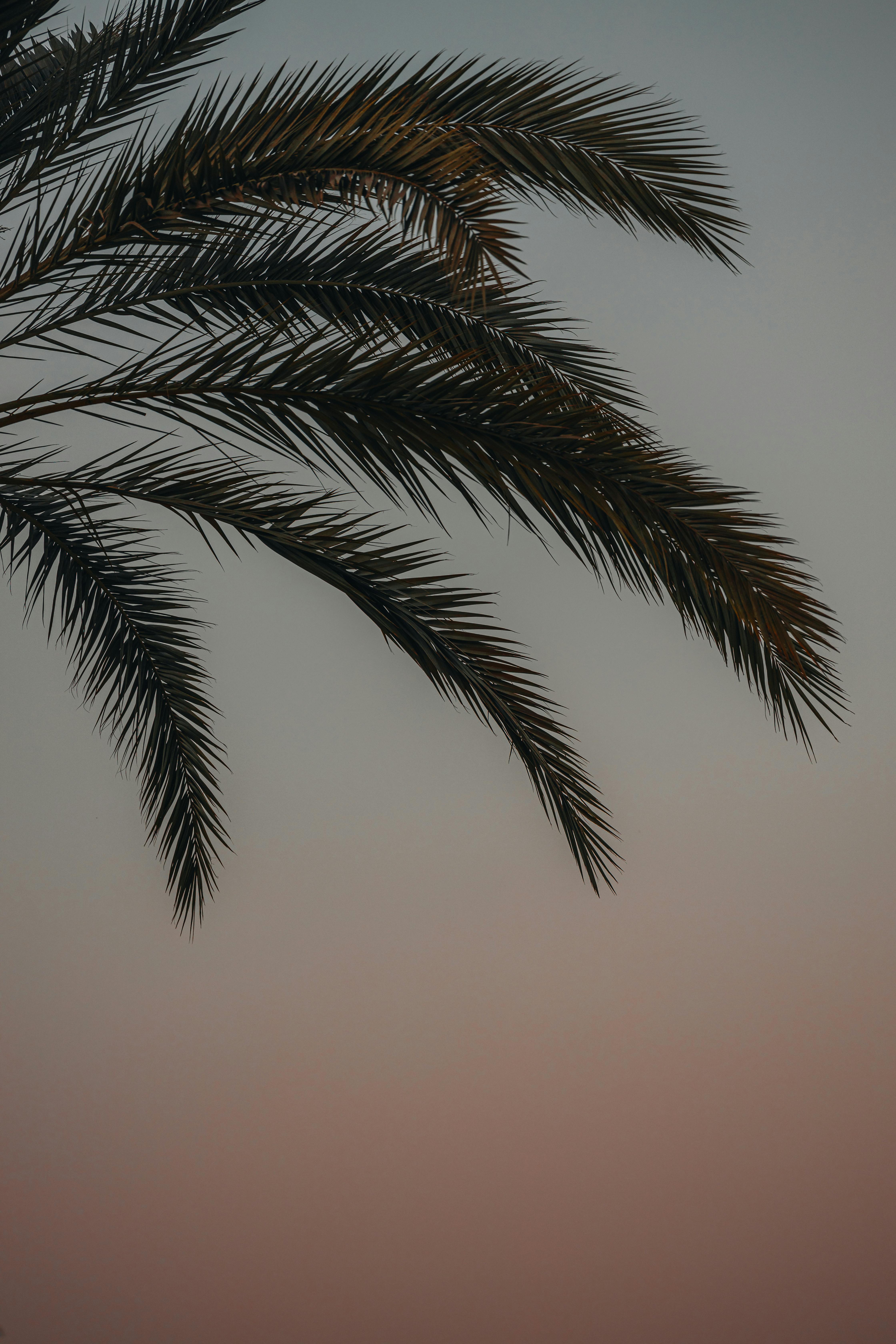 Silhouette of palm leaves against a muted sunset sky, evoking a sense of tranquility.