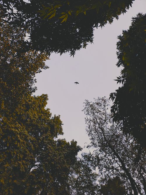 Free A tranquil view of the sky framed by tree foliage with a bird in flight. Stock Photo