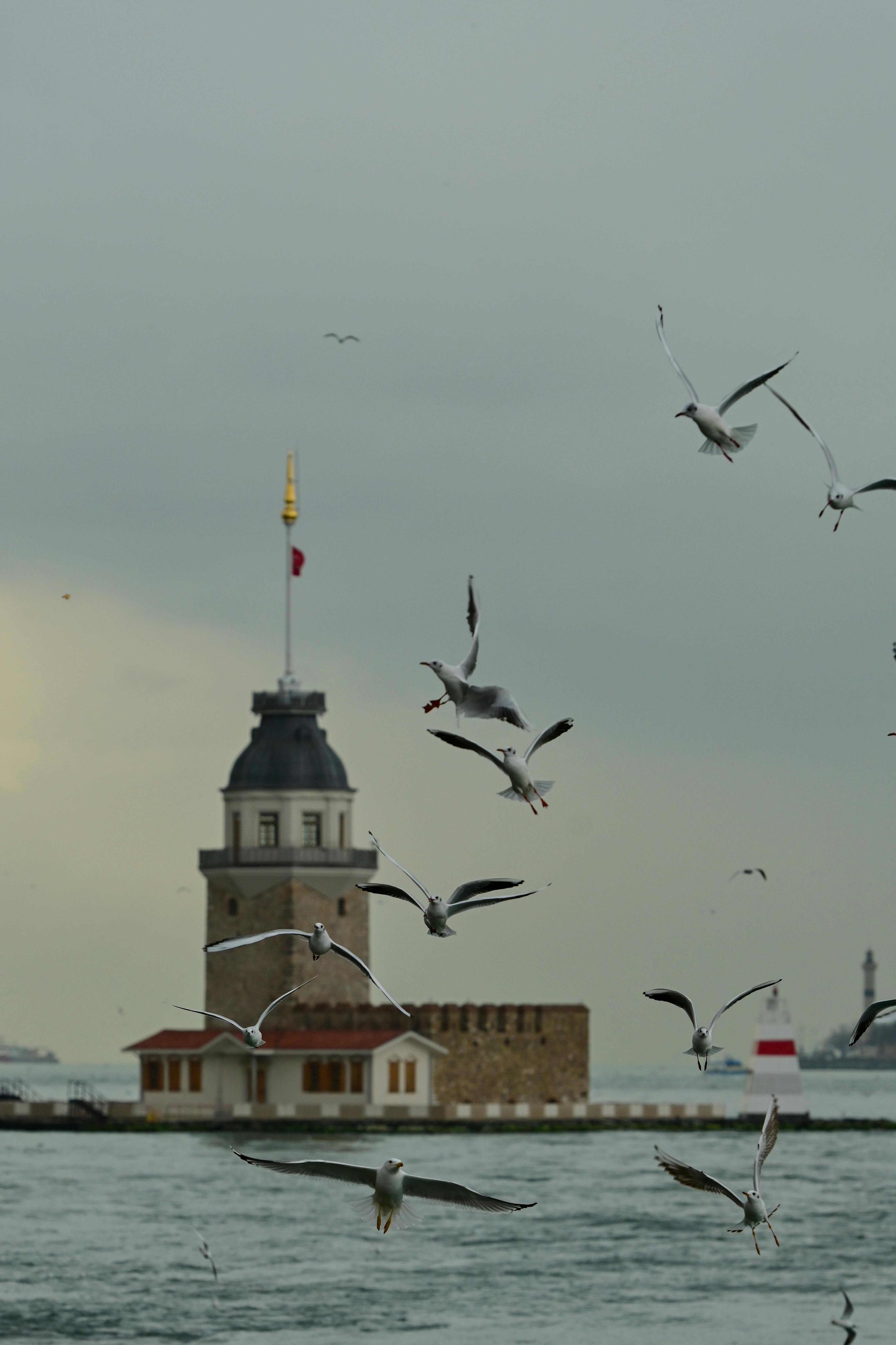 Gratuit Les mouettes volent près de la tour historique de Galata sous un ciel nuageux à Istanbul, en Turquie. Photos