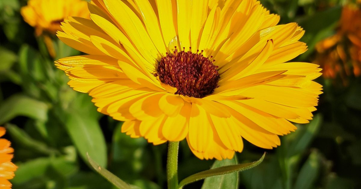 Close up Of Vibrant Yellow Calendula Flower In Full Bloom Free Stock close-up-of-vibrant-yellow-calendula-flower-in-full-bloom-free-stock