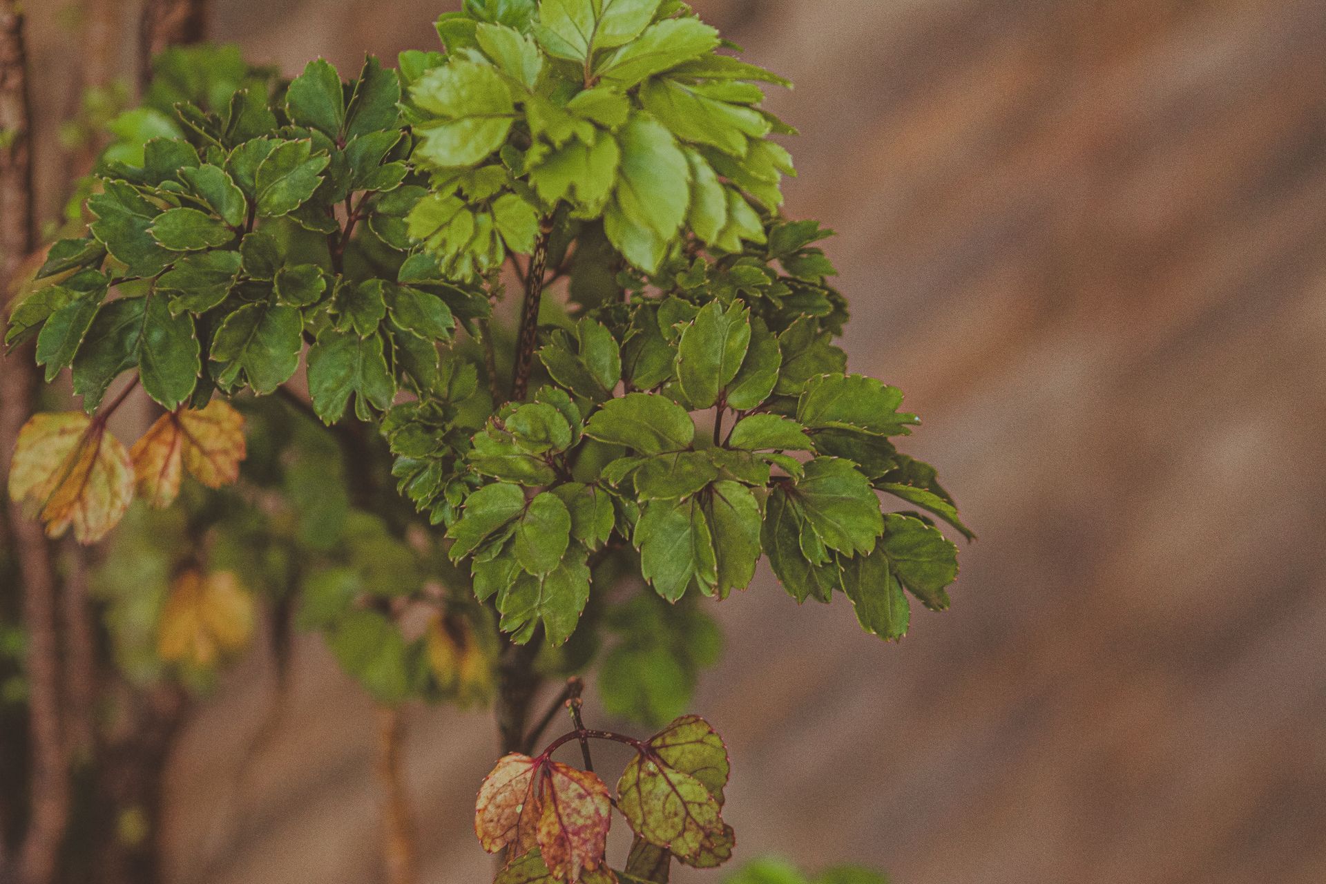 Detailed close-up of vibrant green garden plant leaves with a blurred background.