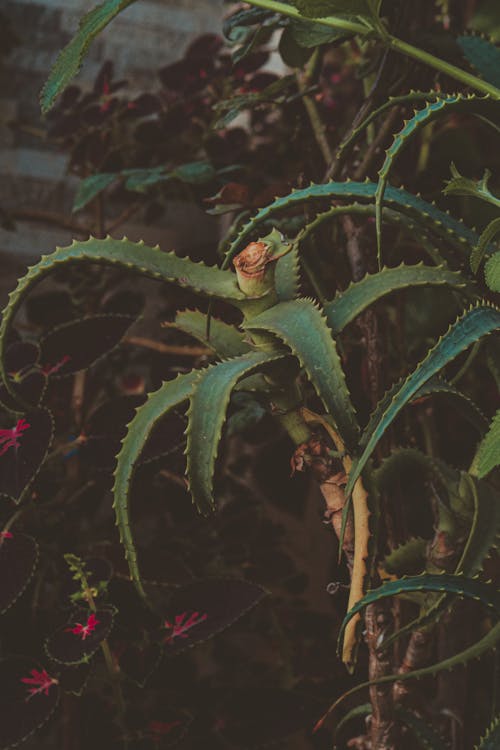 Free Cactus Plant Stock Photo