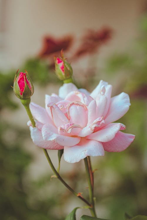 Free Close-up Photography of a Flower Stock Photo