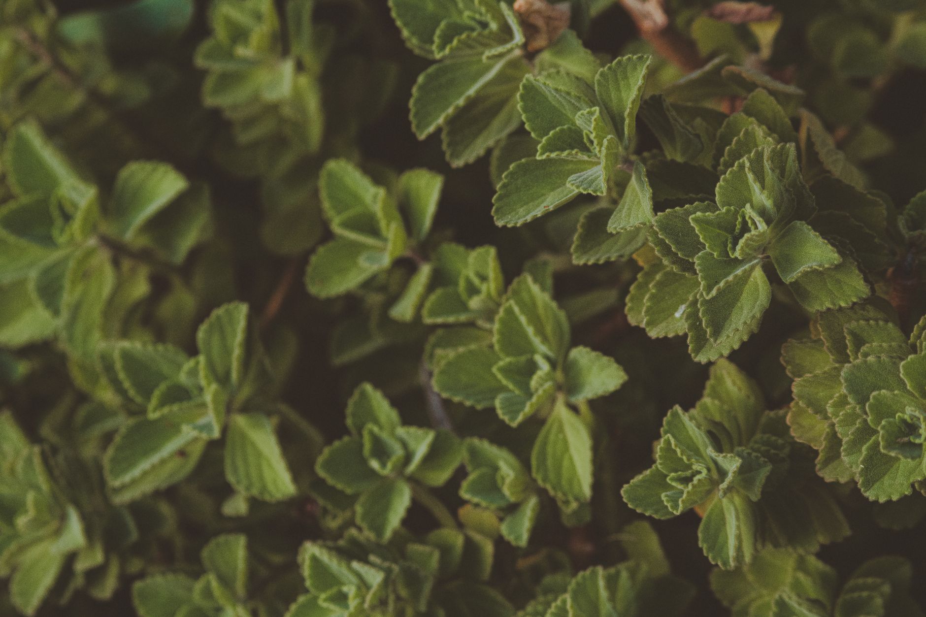 A vibrant close-up of fresh green herbal leaves, showcasing natural beauty and texture.