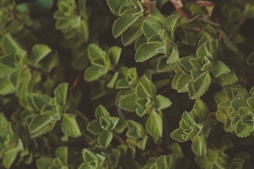 A vibrant close-up of fresh green herbal leaves, showcasing natural beauty and texture.