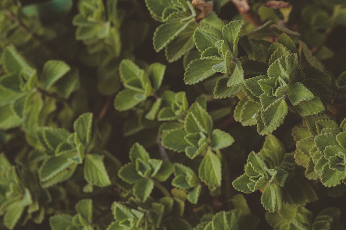 Plantas De Hojas Verdes