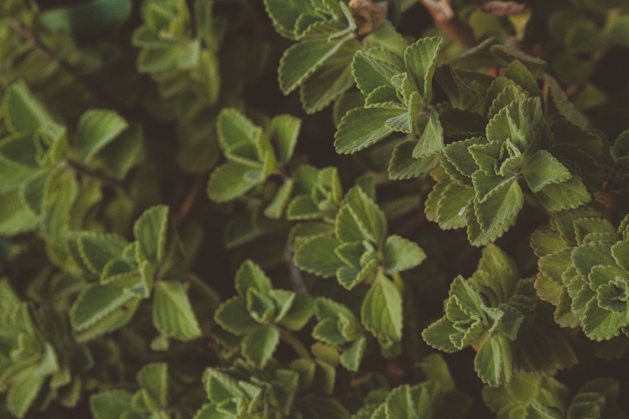 A vibrant close-up of fresh green herbal leaves, showcasing natural beauty and texture.