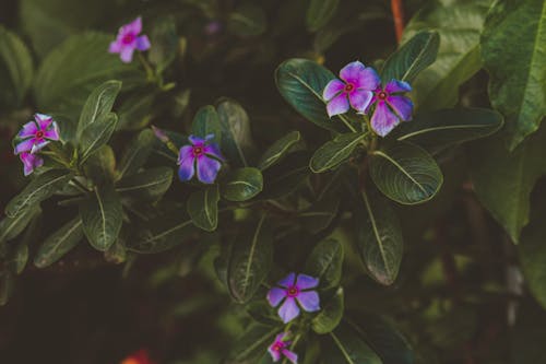 無料 紫と緑の葉の植物 写真素材