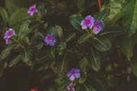 花园里，绿叶郁郁葱葱，紫色的柳树花朵充满活力